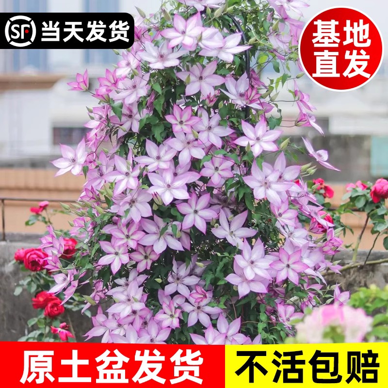 铁线莲小苗重瓣乌托邦大苗爬藤植物室内鲜花花卉绿植盆栽四季开花 - 图0