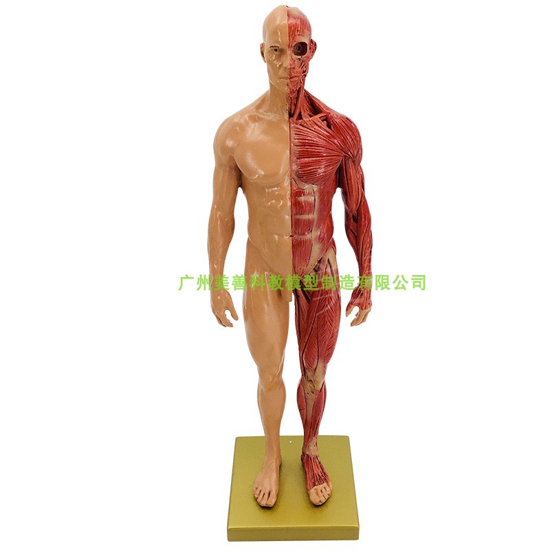 30cm艺用人体模型 肌肉解剖结构 骨骼解剖 CG解剖模型男女 - 图3