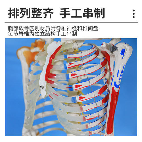 170cm人体大骨骼模型 骷髅180CM骨架标本 带椎间盘  附神经根模型 - 图2