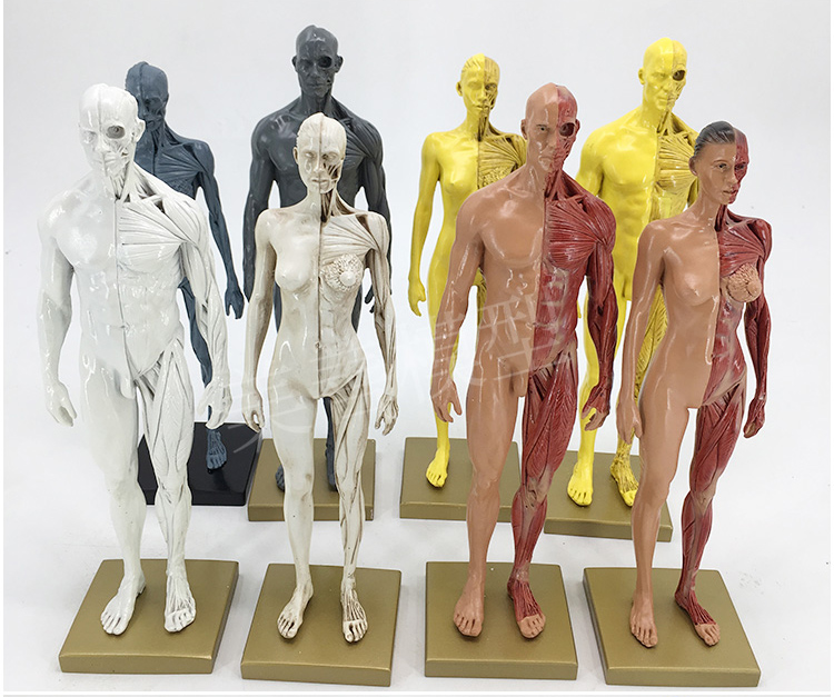 30cm艺用人体模型 肌肉解剖结构 骨骼解剖 CG解剖模型男女 - 图1