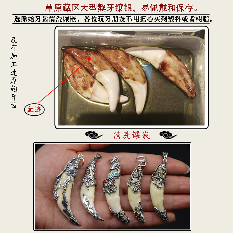狼牙吊坠项链天然包真黑狗牙藏獒牙银套辟邪护身随身挂件男女情侣 狼牙吊坠项链天然包真黑狗牙藏獒牙银套辟邪护身随身挂件男女情侣