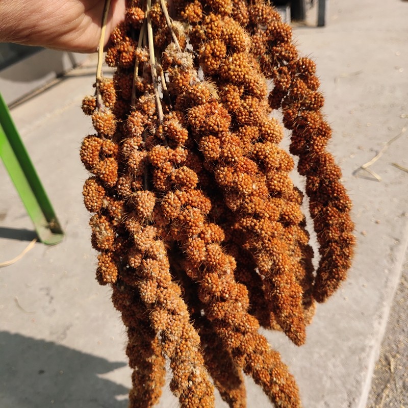 红谷穗谷子穗小米穗黄谷穗麦穗鹦鹉谷穗仓鼠零食造景装饰新谷穗,淘宝优惠券,粉丝福利购,淘宝优惠卷