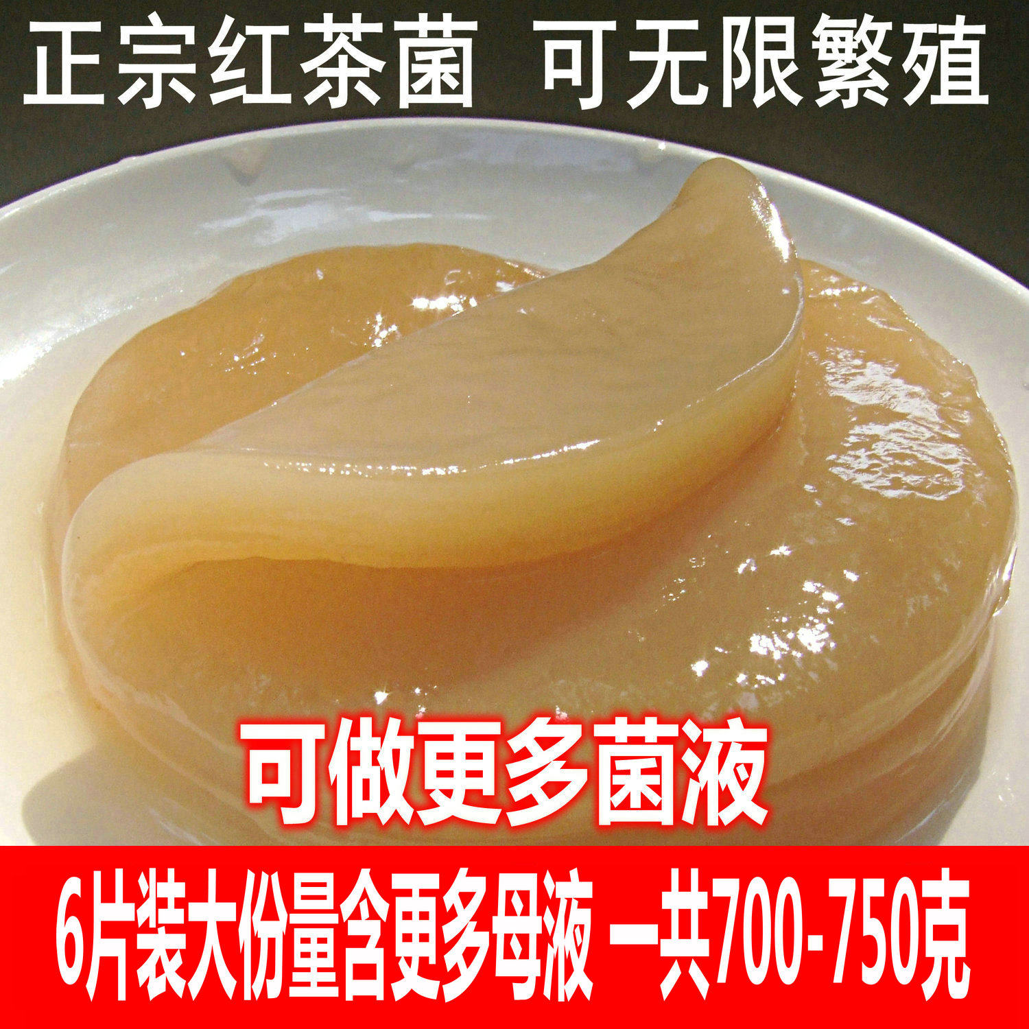 正宗红茶菌/红茶菌菌种/海宝/胃宝/醋蛾子/种苗/包邮/送说明书,淘宝优惠券,粉丝福利购,淘宝优惠卷