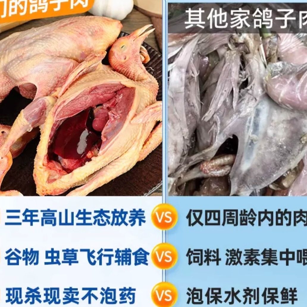 农家新鲜现宰鲜嫩杂粮喂养乳鸽营养老鸽子肉煲汤顺丰冰鲜发货