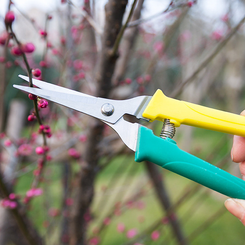 采果剪摘果不锈钢翘头剪刀稀果剪 修枝剪番茄剪园艺剪刀园艺工具,淘宝优惠券,粉丝福利购,淘宝优惠卷