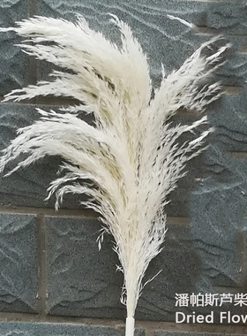 天然芦苇干花婚庆装饰花客厅摆件
