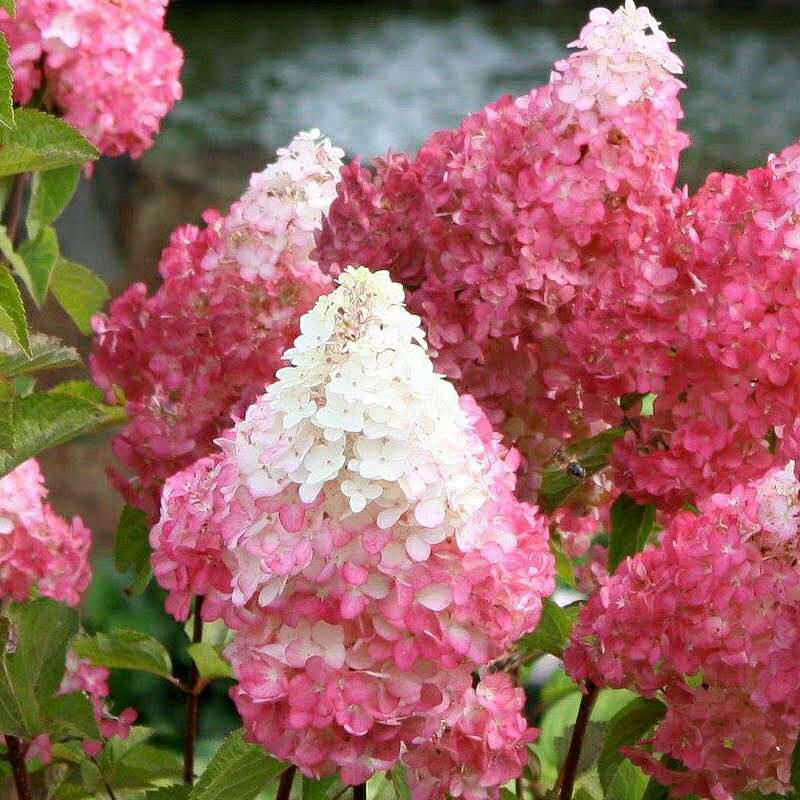 重瓣大花绣球八仙花圆锥乔木绣球花苗无尽夏万花镜花