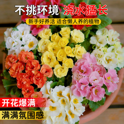 玫瑰报春花盆栽带花苞重瓣大花耐寒阳台花卉植物年宵花好养易爆花 - 图0