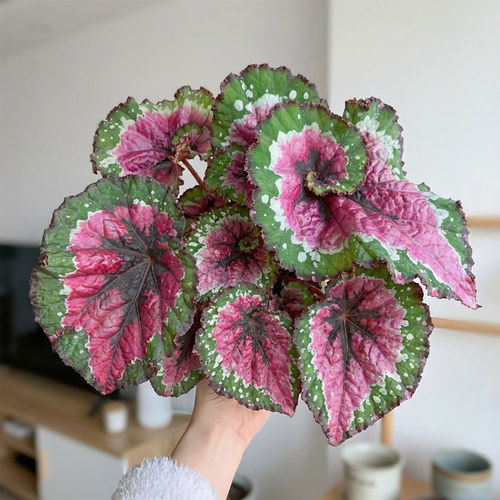 蟆叶秋海棠五彩蜗牛小螺号秋海棠室内桌面绿植盆栽ins风热植耐阴 - 图3