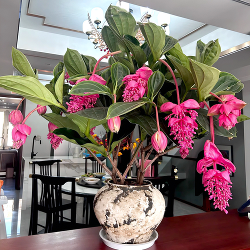 宝莲灯盆栽带花苞大苗高级年宵花卉室内绿植多年生珍珠宝莲灯花苗 - 图3