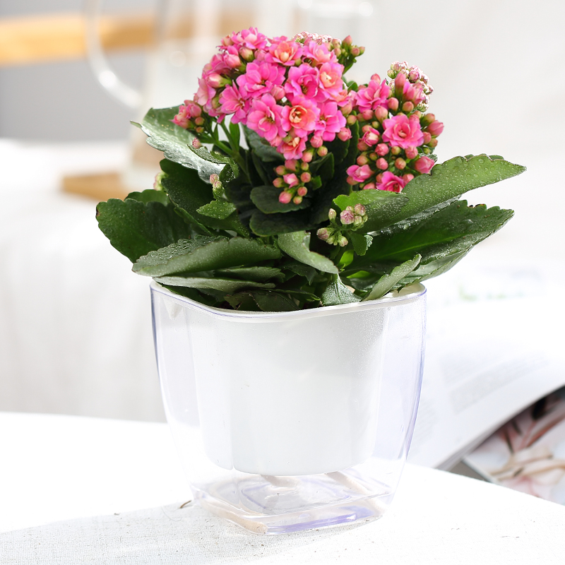 长寿花室内观花盆栽植物 德国花盆 热品库 性价比省钱购