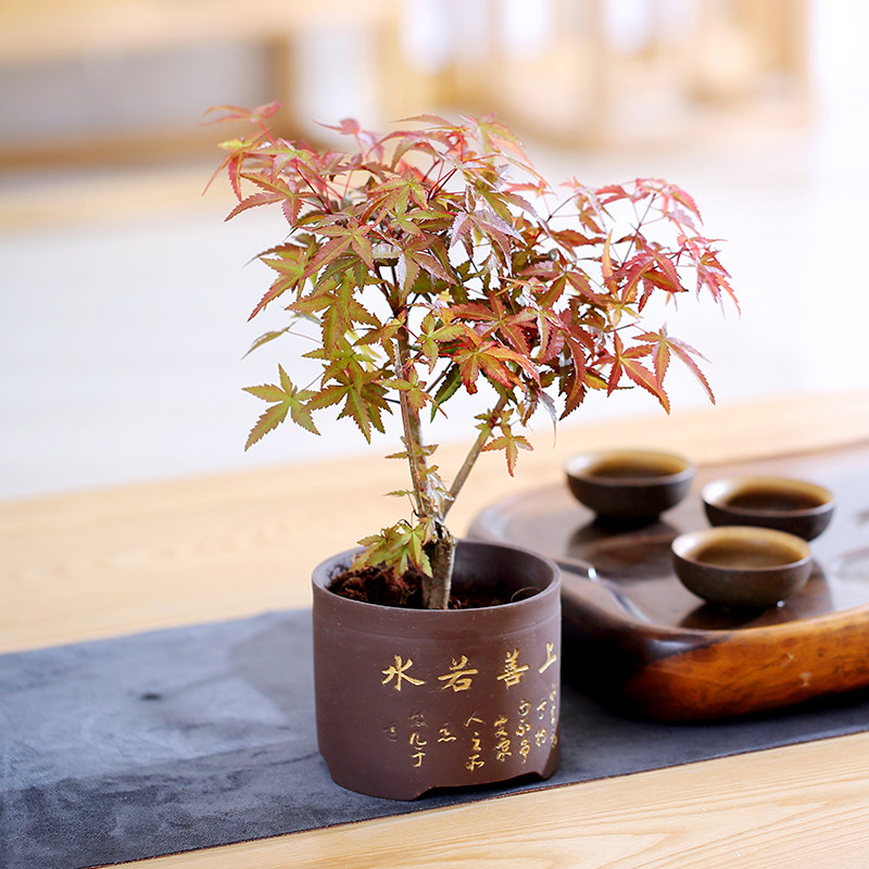 原盆 日本红枫盆栽盆景 热品库 性价比省钱购