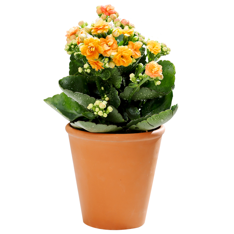 长寿花室内观花盆栽植物 德国花盆 热品库 性价比省钱购