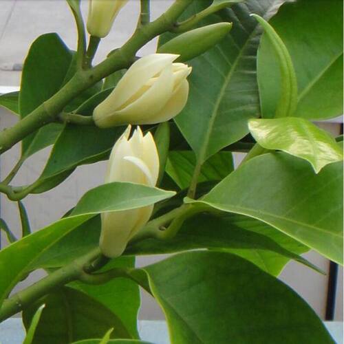 白兰花盆栽树苗带花苞玉兰花室内庭院多季开花浓香花卉黄角兰植物 - 图0