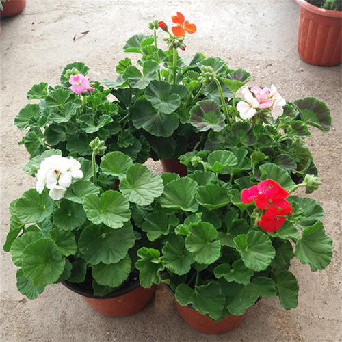 天竺葵盆栽花苗四季开花植物室内阳台驱蚊虫重瓣花卉盆栽带土发货 - 图1