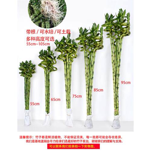 富贵竹转运竹水培植物室内桌面绿植盆栽净化空气弯竹水养带根包邮 - 图1