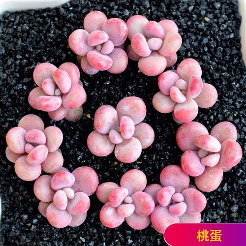 山地玫瑰多肉植物大颗好养肉肉植物室内组合盆栽花卉绿植精品多肉 - 图0