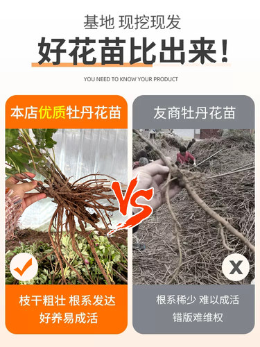 牡丹花苗盆栽正宗洛阳带花苞牡丹花种大苗缠枝重瓣花卉牡丹花树苗 - 图0