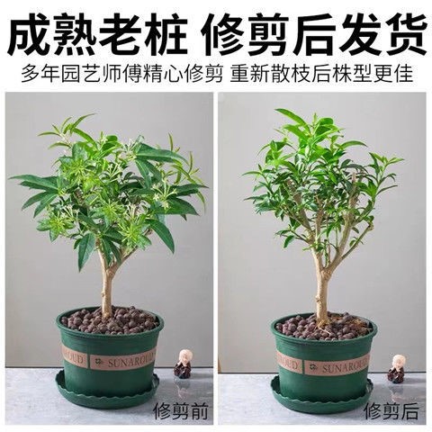 夜来香花树苗夜来香盆栽花卉植物室内驱蚊花苗浓香夜来香四季开花 - 图3