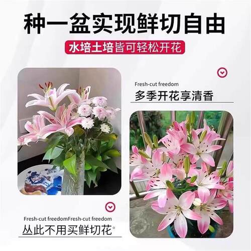 进口重瓣多头香水百合种球带牙耐寒当年盆栽室内外花卉绿植盆栽 - 图2