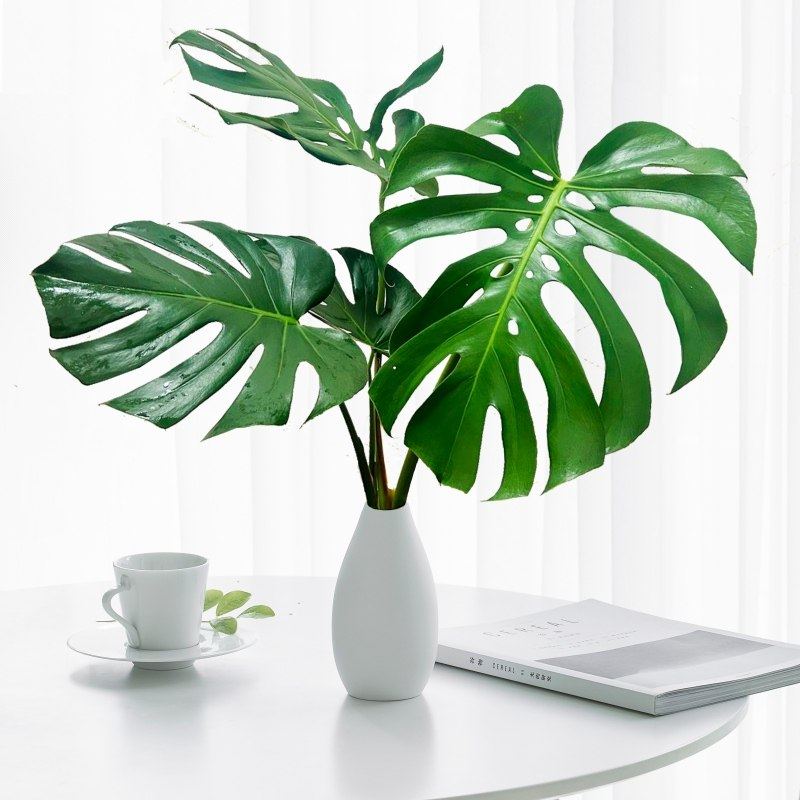 水培植物龟背竹盆栽老桩四季常青大叶室内观叶桌面绿植,淘宝优惠券,粉丝福利购,淘宝优惠卷