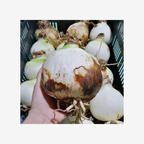 现货 巨无霸系列 大球 荷兰进口朱顶红种球带花苞花剑重瓣易种活 - 图3