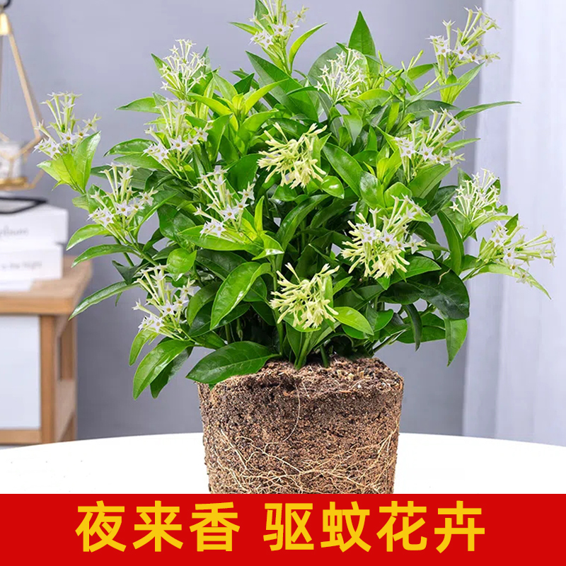 夜来香盆栽花树苗室内驱蚊花卉当年四季开花阳台九里香花苗植物 - 图0