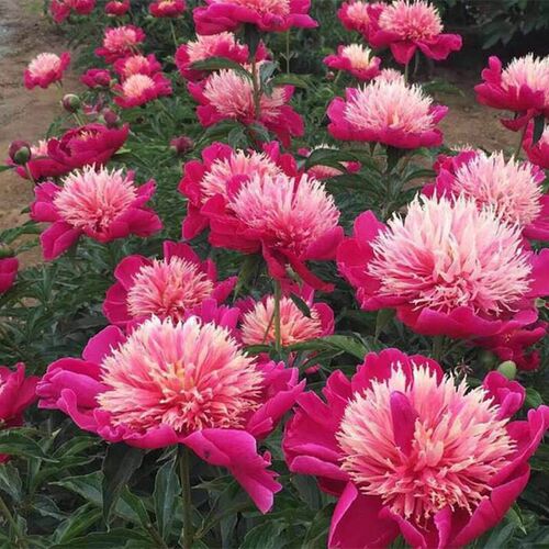 重瓣芍药花苗庭院花卉多季开花易活室内盆栽植物观赏牡丹花带花苞 - 图0