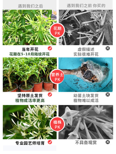 夜来香花苗盆栽阳台庭院夏季驱蚊香草树苗夜来香植物花卉当年开花 - 图0