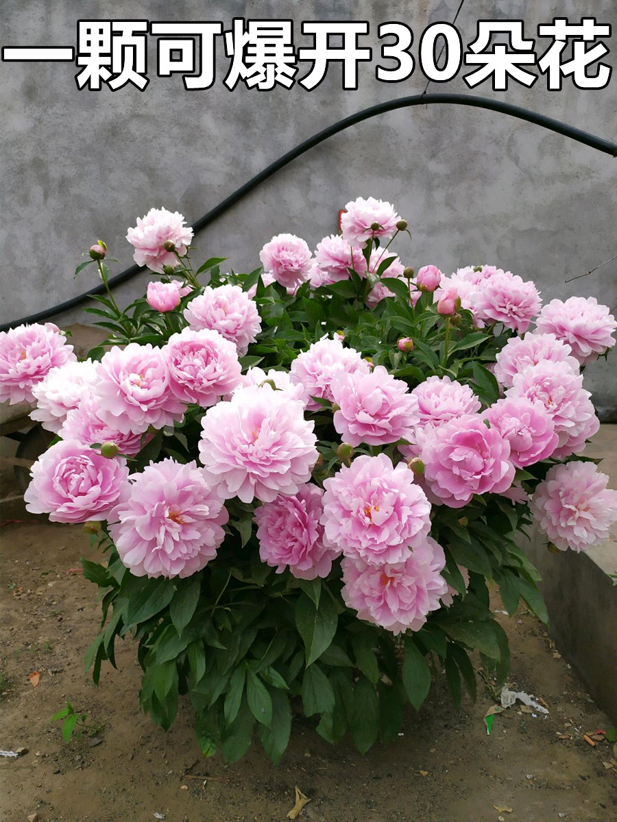 重瓣芍药花苗带芽根块四季花卉多年生阳台庭院浓香花植物盆栽耐寒 - 图0