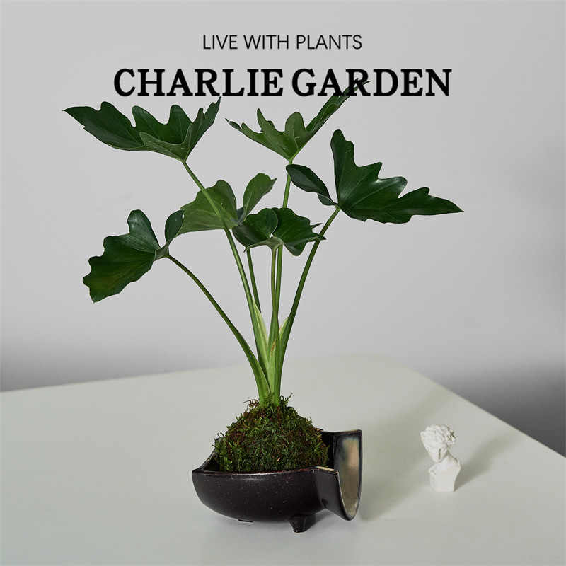 春羽苔玉ins北欧风绿植室内好养耐阴苔藓球净化空气日本水培盆栽,淘宝优惠券,粉丝福利购,淘宝优惠卷