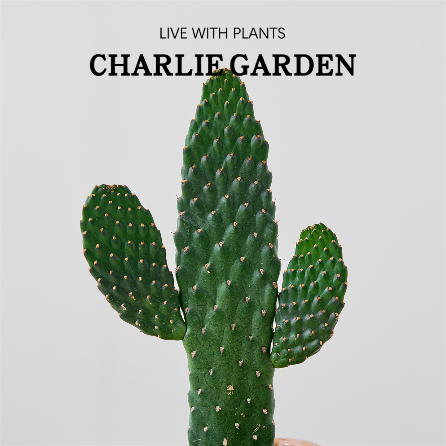 中华掌仙人掌无刺耐旱办公室内桌面绿植花卉盆栽工位解压招财手,淘宝优惠券,粉丝福利购,淘宝优惠卷