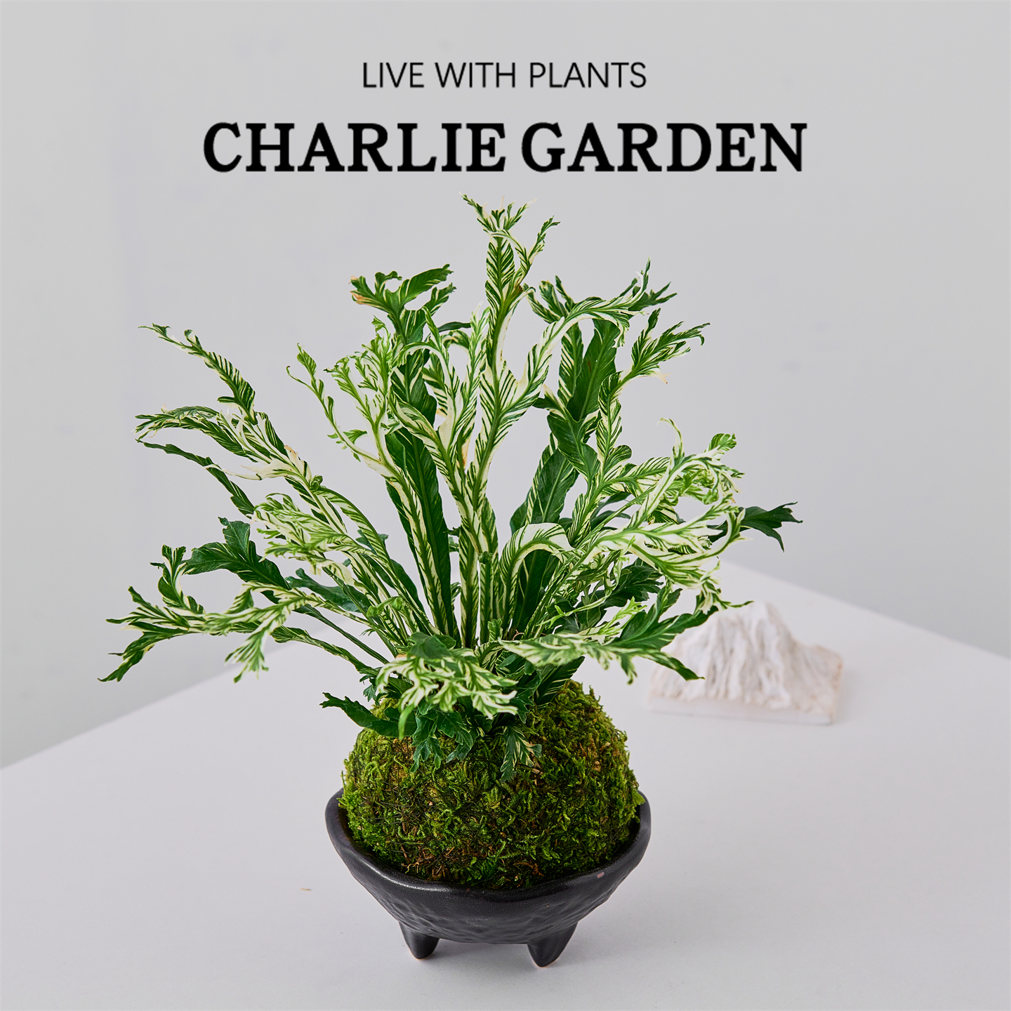 白月光鸟巢蕨苔藓球盆栽室内净化空气办公室桌面花卉绿植创意礼物 - 图1