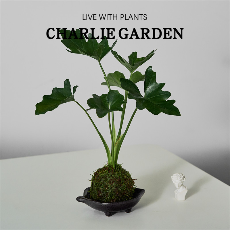 春羽苔玉ins北欧风绿植室内好养耐阴苔藓球净化空气日本水培盆栽,淘宝优惠券,粉丝福利购,淘宝优惠卷