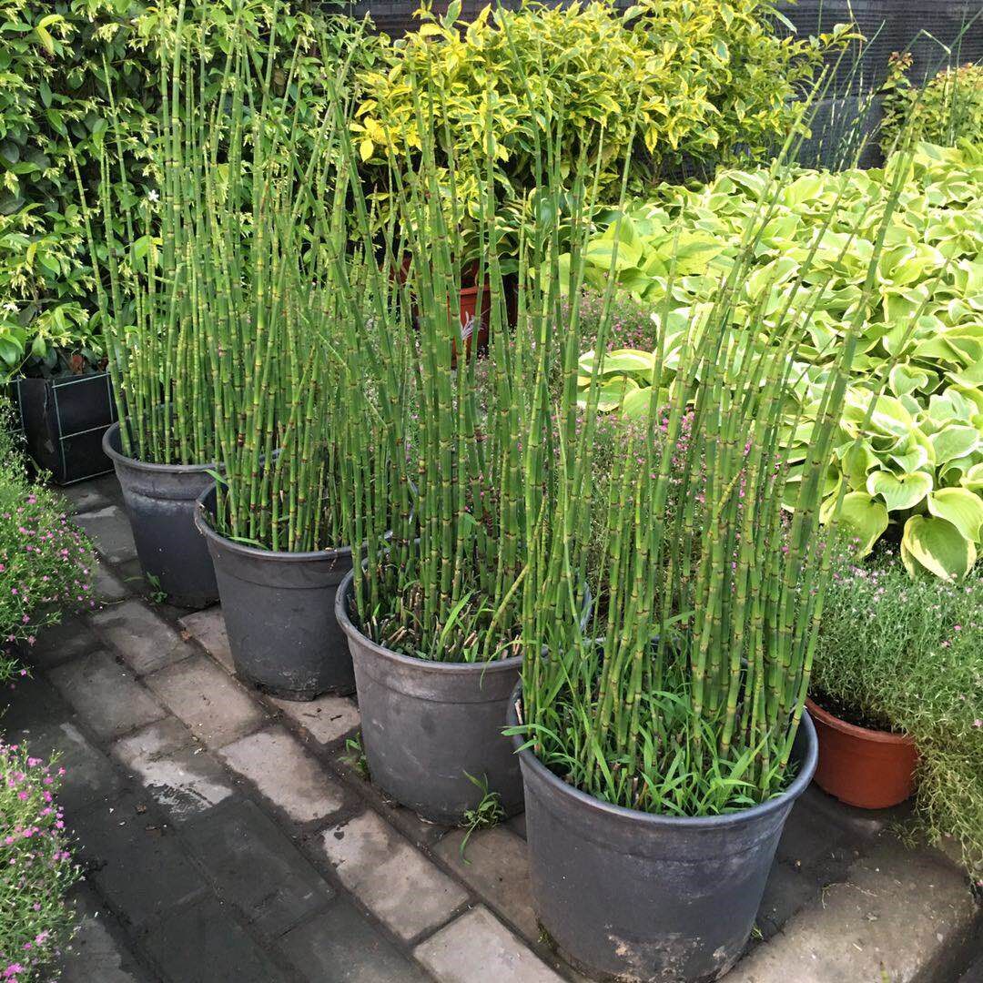 绿植木贼盆栽笔头草笔管草四季常青过冬多年生水景植物