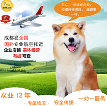 Chengdu Pet Consignment Kitty Dogs Airlifted to Nationwide Alone Random Transport Express Delivery Door Service Pick Up