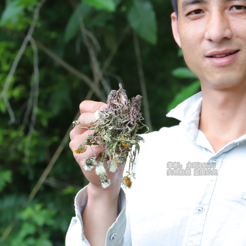 野生蒲公英新鲜干货正品500g女性婆婆丁整颗花茶泡茶天然中草药材