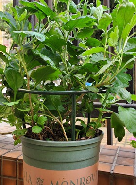 园艺花盆小盆栽支撑架植物蟹爪兰月季兰花护叶支架草莓番茄花支架
