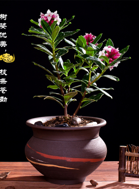 浓香型带花苞盆栽绿植