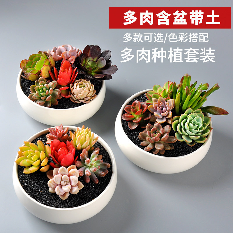 多肉植物花卉盆栽绿植组合室内肉肉植物含盆带土套餐新款多肉花盆 猪猪淘宝优惠券 和好朋友一起省钱