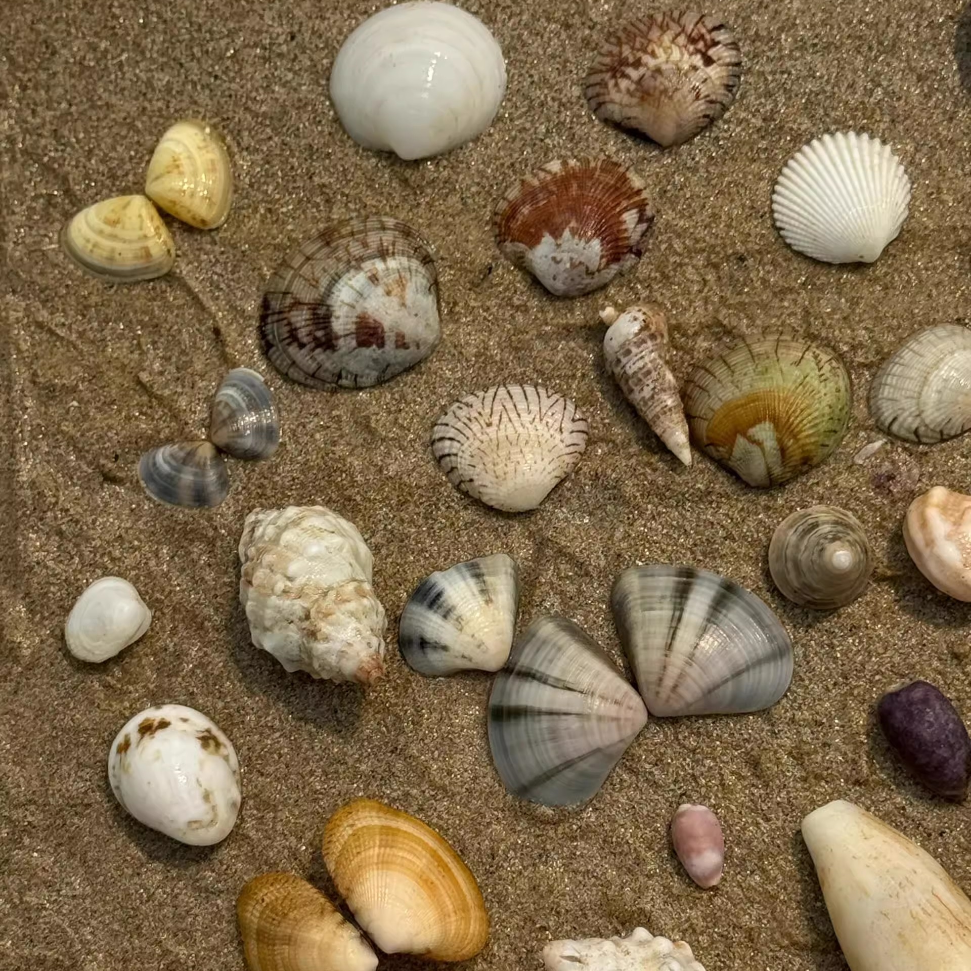 天然真贝壳海螺迷你小贝壳装饰品手工diy贝壳相框收纳盒鱼缸造景