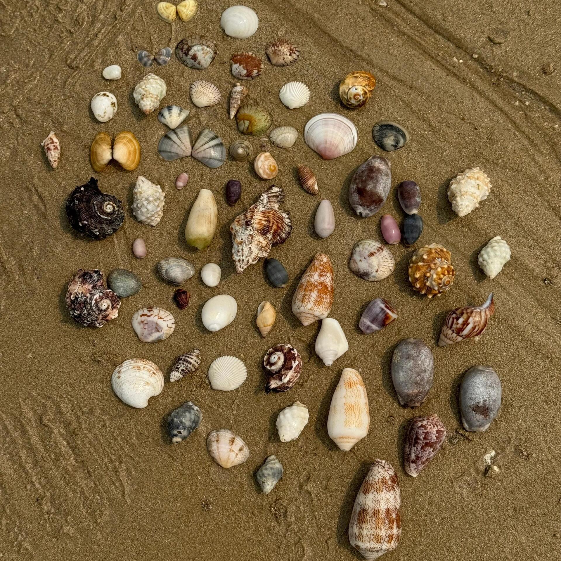 天然真贝壳海螺迷你小贝壳装饰品手工diy贝壳相框收纳盒鱼缸造景