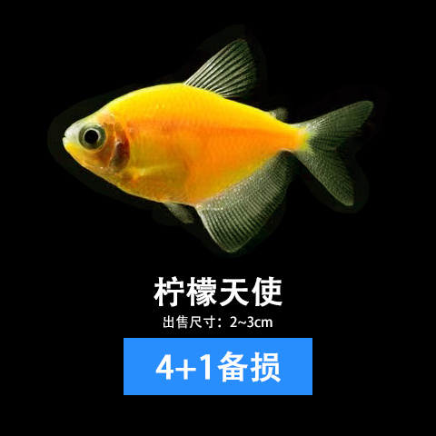 七彩鱼柠檬青苹果天使鱼绿老虎金鱼斑马鱼孔雀小型热带观赏鱼包邮 - 图1