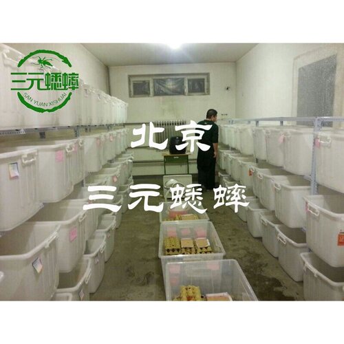 蛐蛐 蟋蟀 白蛐蛐 活体饲料 鱼鸟爬虫 活食 （大亚成）1.6-2厘米 - 图0