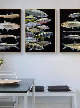 原生鱼装饰画宽鳍马口吉罗鱼溪流鱼挂画水族馆鱼缸上方墙面壁画