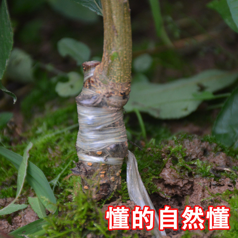 四川脱骨五月脆凤凰半边红早晚熟李子树苗南方种植水果树果苗大全,淘宝优惠券,粉丝福利购,淘宝优惠卷