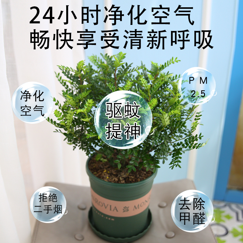 清香胡椒木盆栽驱蚊草植物室内四季好养花卉净化空气老桩绿植盆景