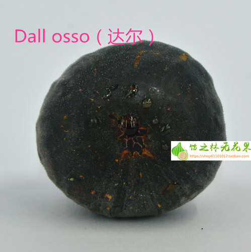 饴之林 Dall osso 达尔无花果树苗 丰产黑色果 盆栽营养钵小苗 - 图3
