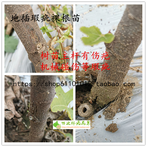 饴之林无花果裸根二级弱苗 次品缺陷瑕疵苗 多品种地插小苗 - 图1