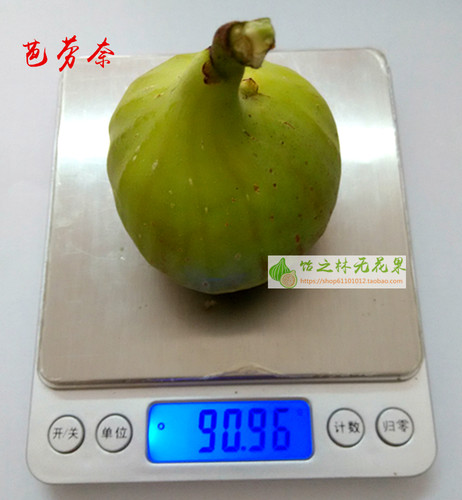 饴之林无花果 芭劳奈树苗 大芭 二月苗地栽 丰产早熟糯甜当年结果 - 图2